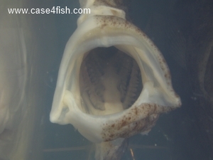 Foto Galerie/Pleuronectiformes/Scophthalmus maximus/Scophthalmus maximus_07_S.jpg